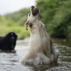 Zabawka dla psa – Rub Hole L